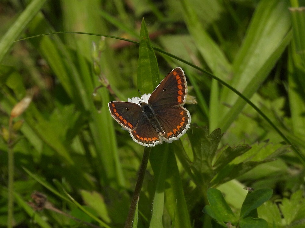 bruinblauwtjeiopmadeliefjensectenweidebotanischetuinenutrecht24072024 2