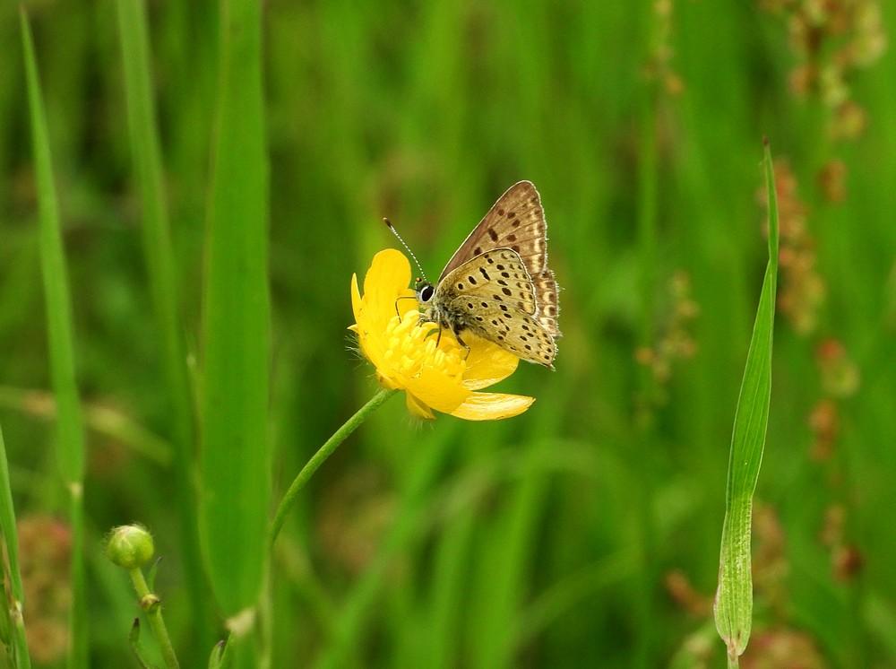 bruinevuurvlinderbreinigerberg12062021