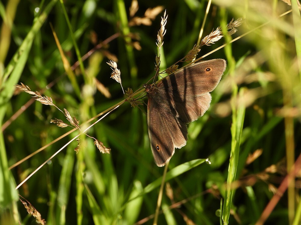 bruinzandoogjebotanischetuinenutrecht24062024 1