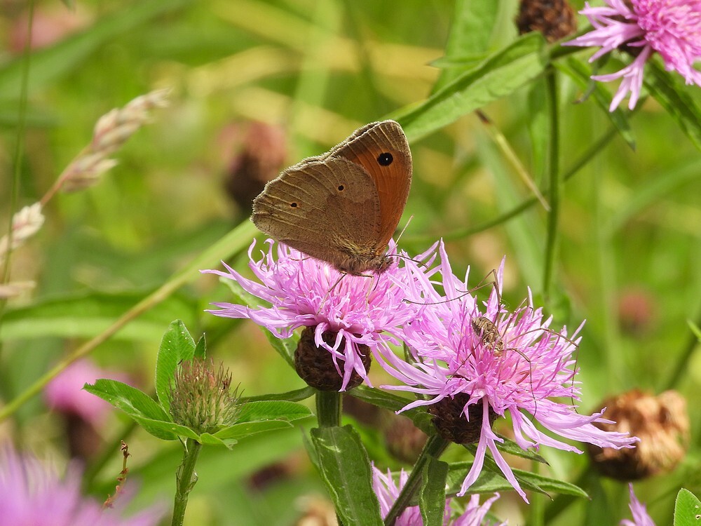 bruinzandoogjeopknoopkruidinsectenweidebotanischetuinenutrecht17062024 1