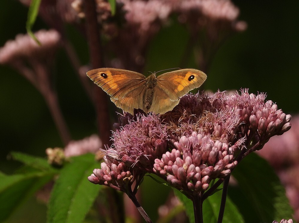 bruinzandoogjeoppurperleverkruidbotanischetuinenutrecht02082024 2