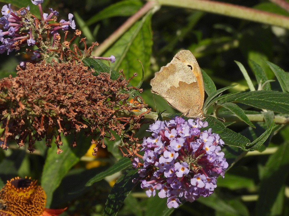bruinzandoogjeopvlinderstruikinsectenweidebotanischetuinenutrecht27072024 2