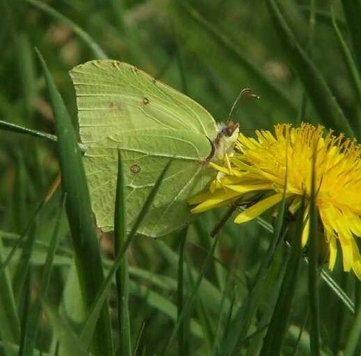 citroenvlindermanoppaardenbloemnatuurlijkbrabant 25042007