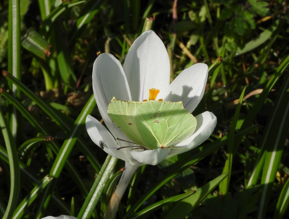 citroenvlinderopkrokusinsectenweidebotanischetuinenutrecht14032024