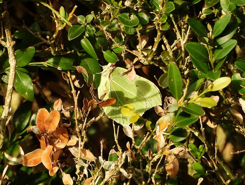 citroenvlindertilburg01012022