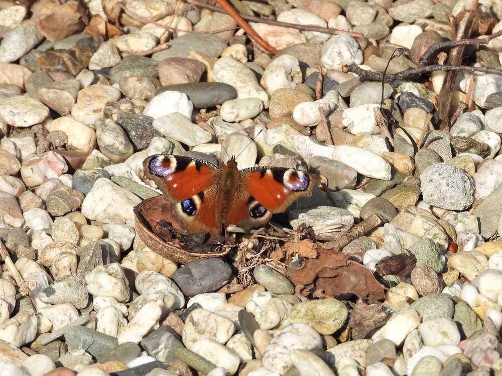 dagpauwoogbegraafplaatsmeerkerk03032025
