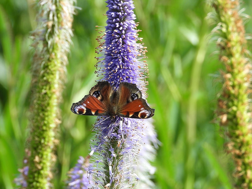 dagpauwooginsectenweidebotanischetuinenutrecht29062024