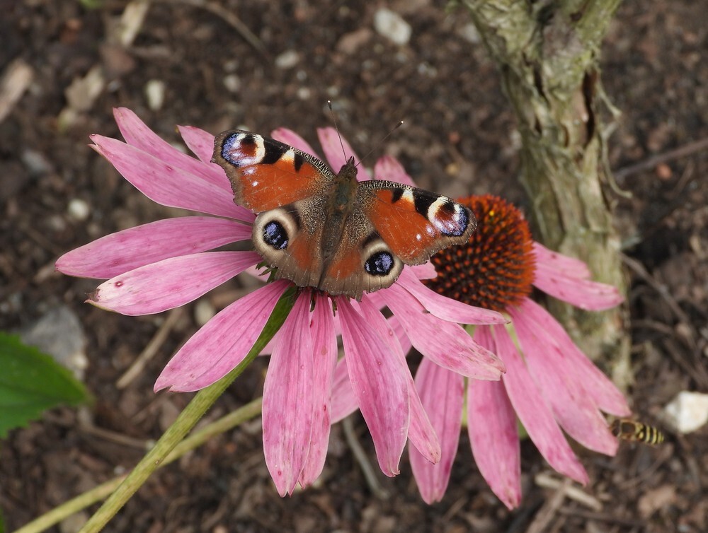 dagpauwoogoprodezonnehoedevolutietuinbotanischetuinenutrecht08102024