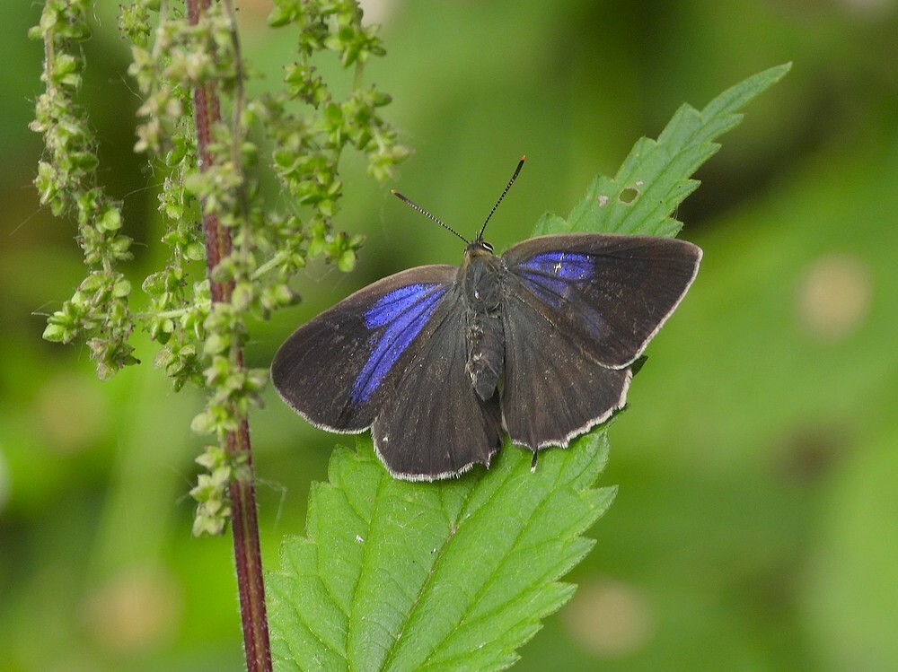 eikenpageinsectenweidebotanischetuinenutrecht22062024 1