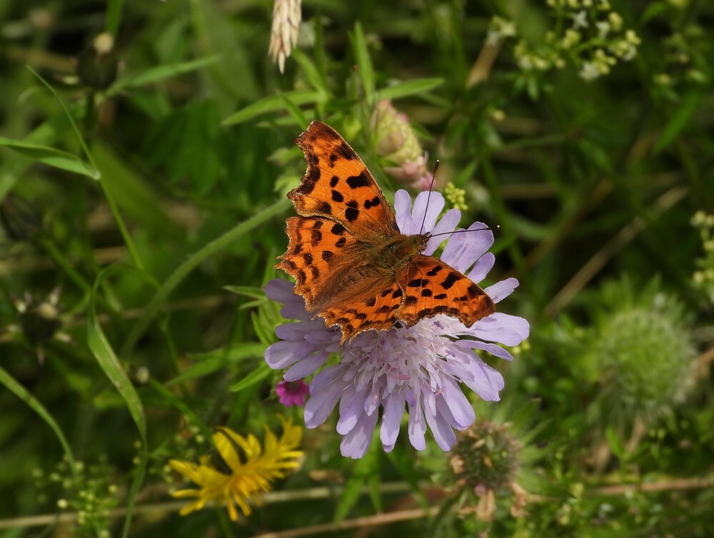 gehakkeldeaureliaopbeemdkroonontdektuinbotanischetuinenutrecht15062024 2