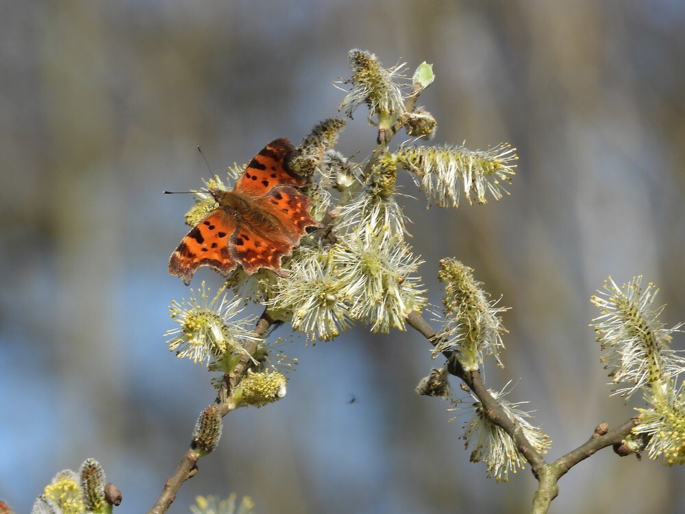 gehakkeldeaureliaopwilgbuitenfortbotanischetuinenutrecht14032024