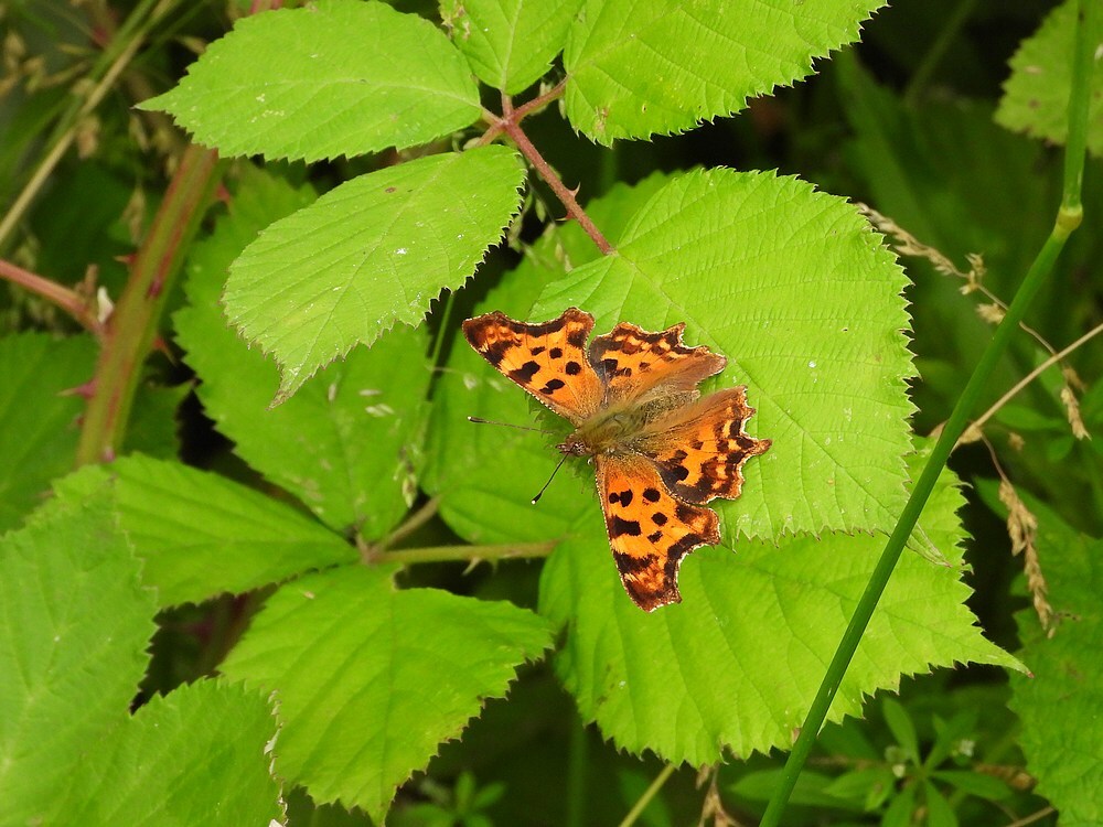 gehakkeldeaureliazouweboezemgebied11062025