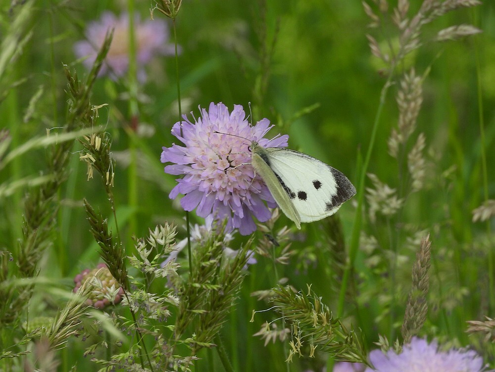 grootkoolwitjeopbeemdkroonontdektuinbotanischetuinenutrecht15052024