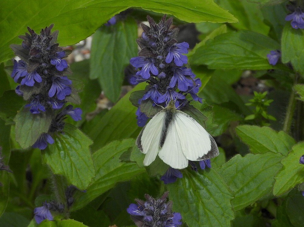 grootkoolwitjeopzenegroenrotstuinbotanischetuinenutrecht04052024