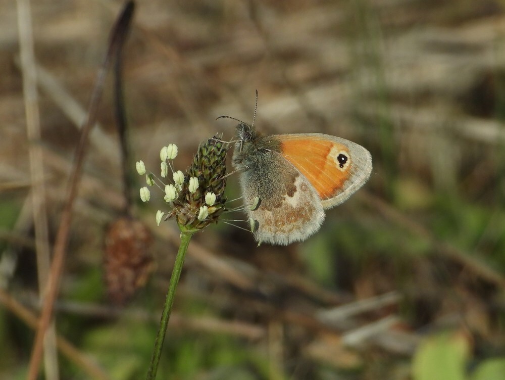hooibeestjeopweegbreedrunenseduinen03062020