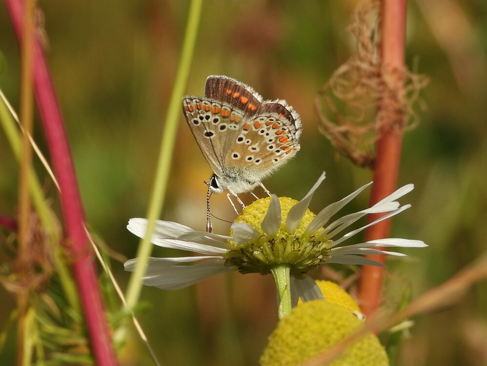 icarusblauwtjevrouwbotanischetuinenutrecht2207202 1