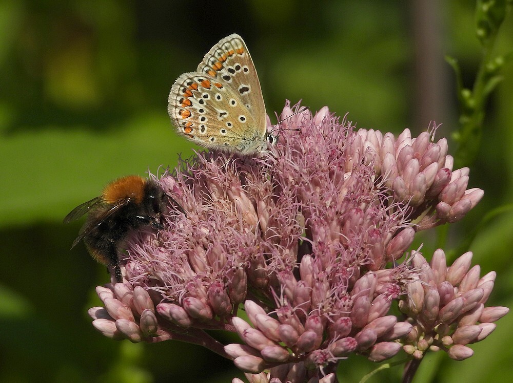 icarusblauwtjevrouwoppurperleverkruidbotanischetuinenutrecht02082024