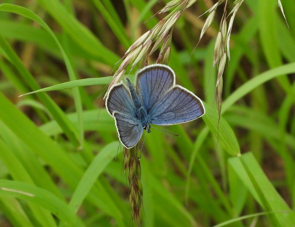 klaverblauwtjebreinigerberg12062021 3