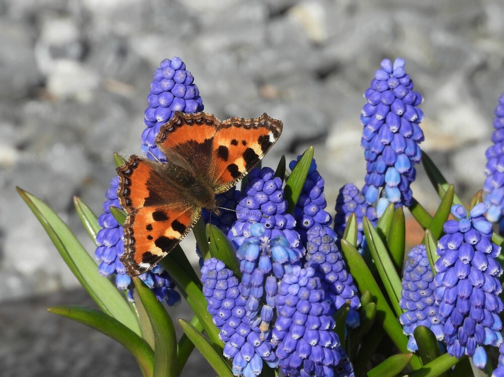 kleinevosopblauwdruifjebegraafplaatsmeerkerk03032025