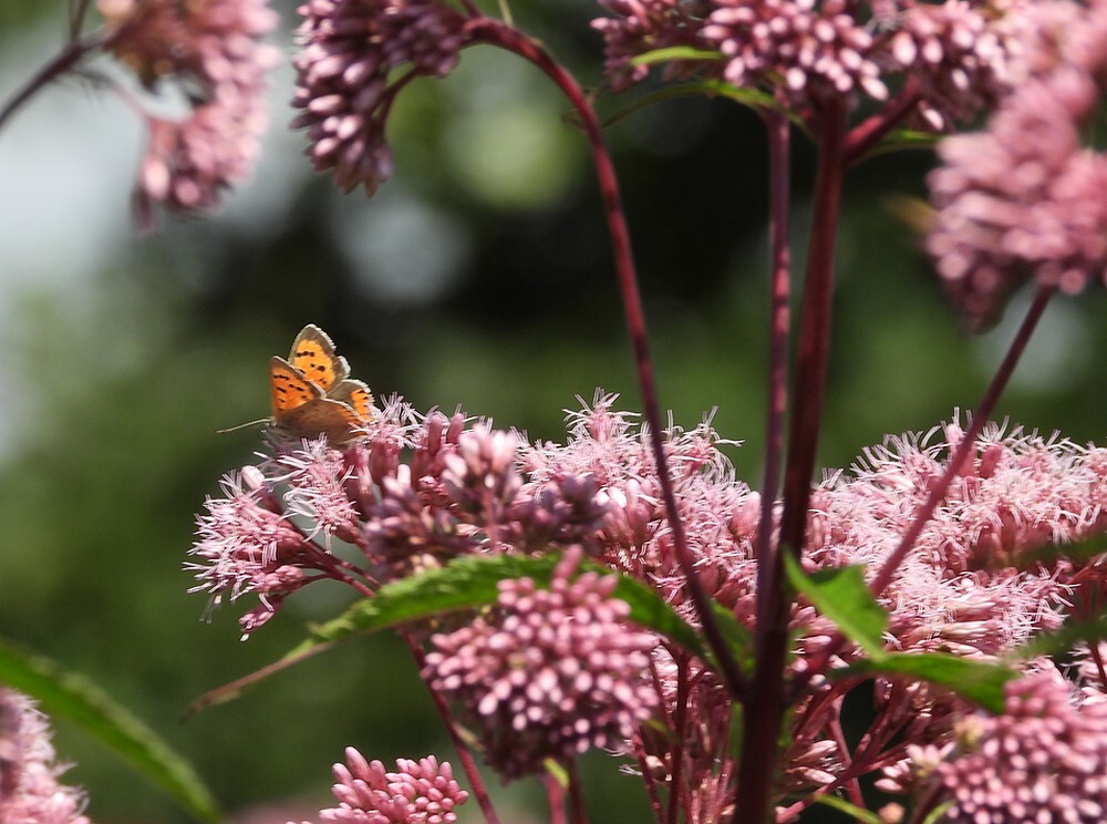 kleinevuurvlinderinsectenweidebotanischetuinenutrecht28072024