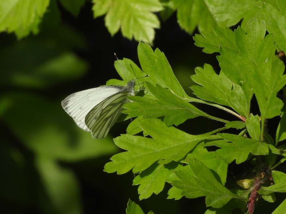 kleingeaderdwitjebotanischetuinenutrecht11052024