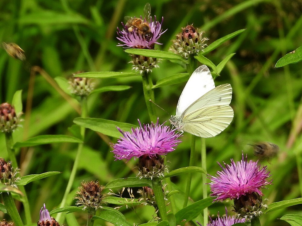 kleingeaderdwitjeopknoopkruidbuitenfortbotanischetuinen24072024 3