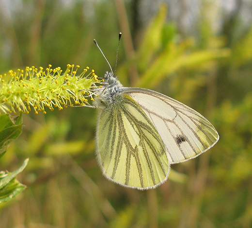 kleingeaderdwitjeopwilgzouweboezemgebied14042009