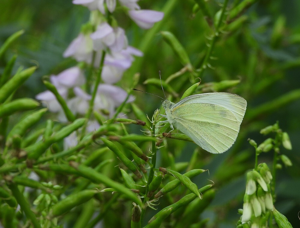 kleinkoolwitjeevolutietuinbotanischetuinenutrecht22072024 1