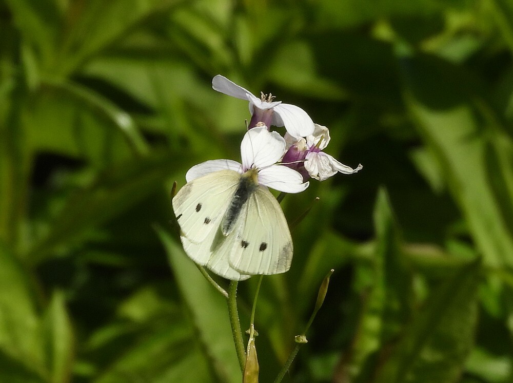 kleinkoolwitjeop wildejudaspenninginsectenweidebotanischetuinenutrecht23042024 1