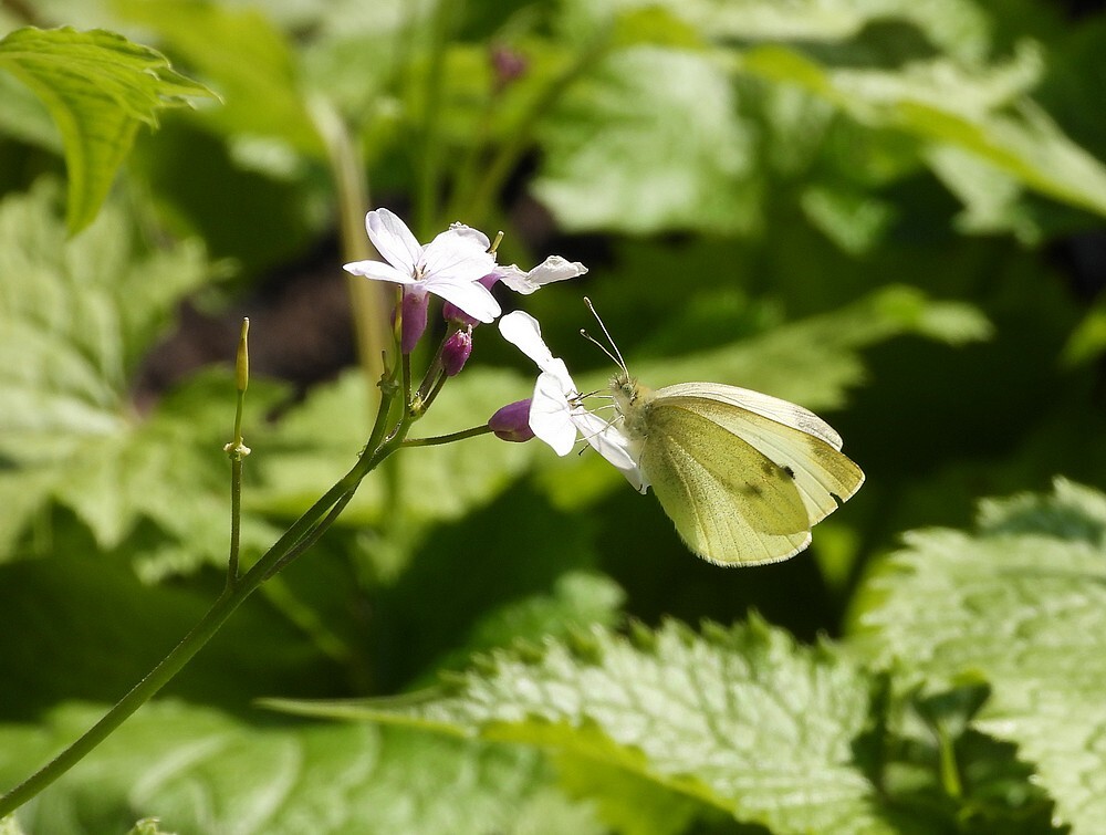 kleinkoolwitjeop wildejudaspenninginsectenweidebotanischetuinenutrecht23042024 2