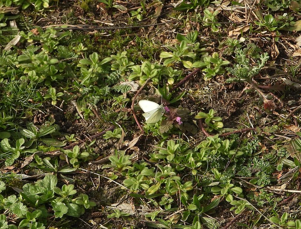 kleinkoolwitjeoppaarsedovenetelgeertruidenberg25022021