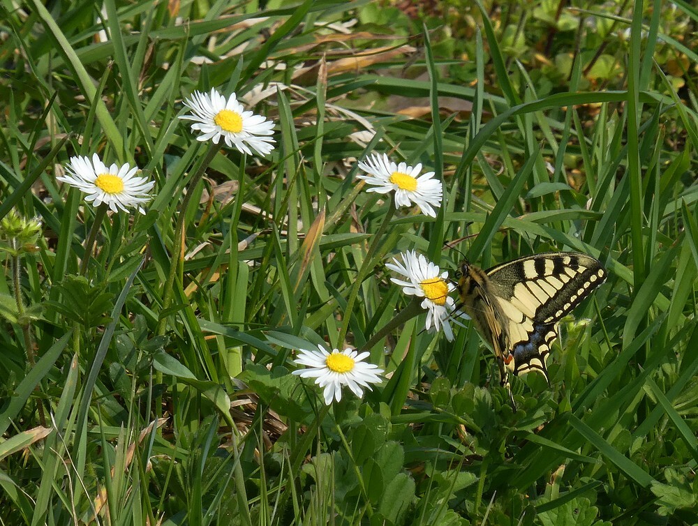 koninginginnenpageopmadeliefje1000brabantsebiesbosch08042019
