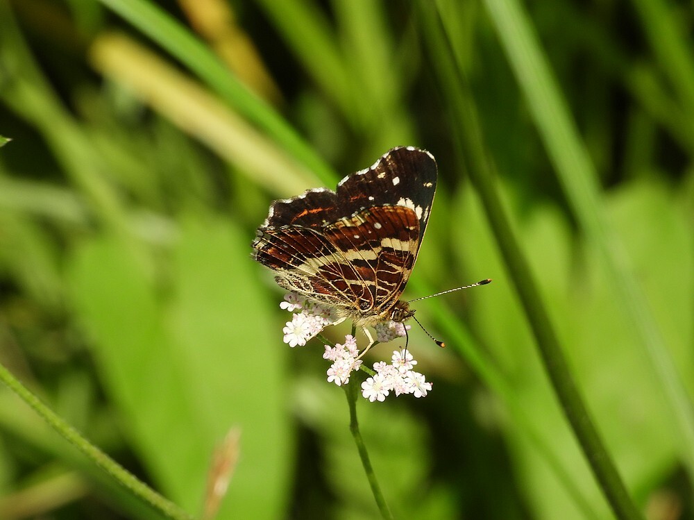 landkaartjeopdollekervelbuitenfortbotanischetuinenutrecht14072024 1