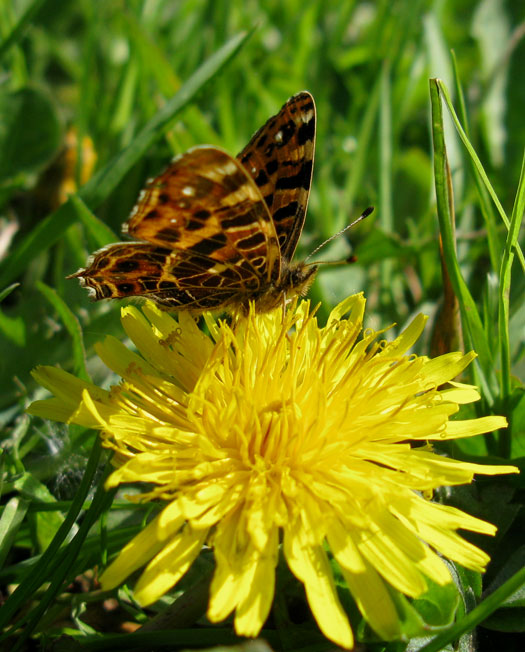 landkaartjeoppaardenbloemvijfheerenlanden07052012 2