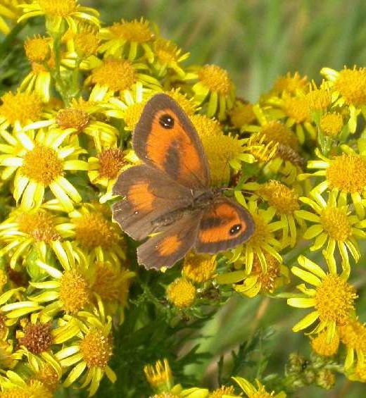 oranje zandoogje op jacobskruiskruid spieringpolder werkendam 7 juli 2005