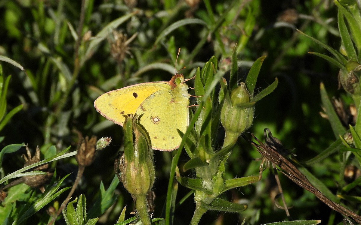 oranjeluzernevlindernatuurbegraafplaatsoudzuilen30092022