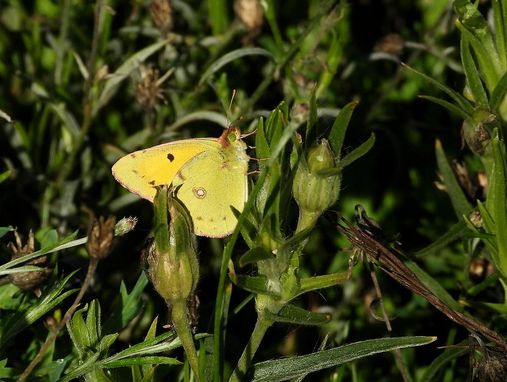 oranjeluzernevlindernatuurbegraafplaatsoudzuilen30092022
