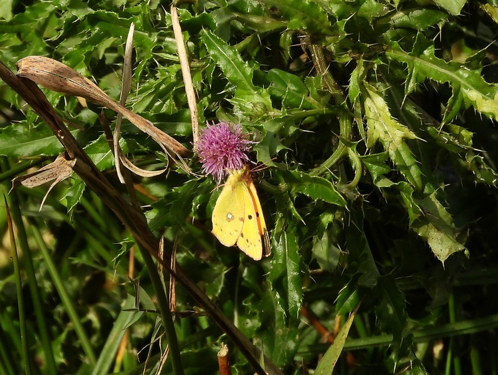 oranjeluzernevlinderopakkerdistelzouweboezemgebied18102025 1