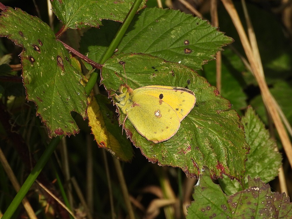 oranjeluzernevlinderopakkerdistelzouweboezemgebied18102025 2