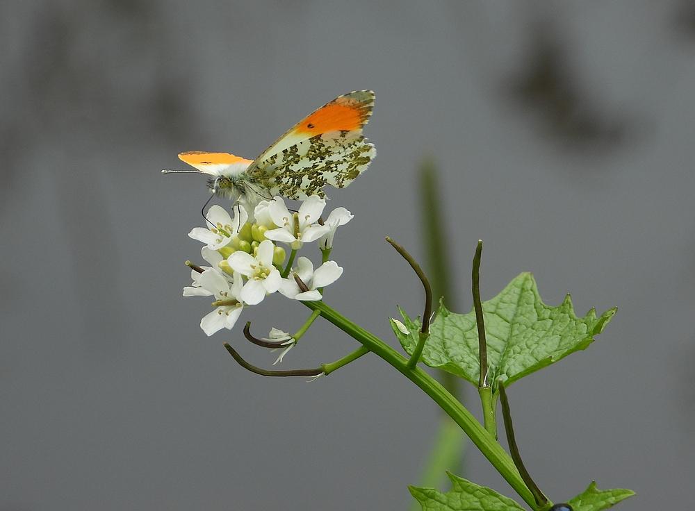 oranjetipjemanoplookzonderlookmolenkade09052021 2