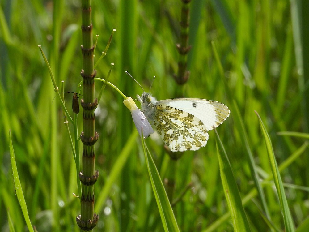 oranjetipjevrouwoppinksterbloembuitenfortbotanischetuinenutrecht17042024 2