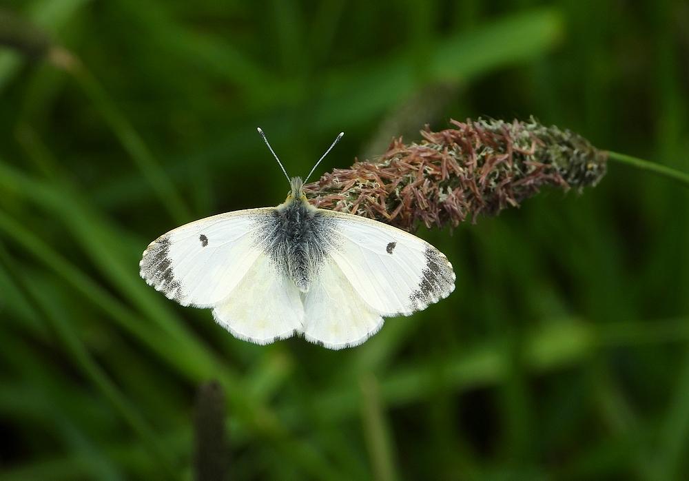 oranjetipjevrouwopvossenstaartmolenkade09052021