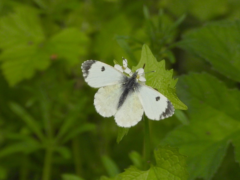 oranjetipjevrouwviaansebos07052023