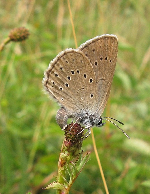 pimpernelblauwtje vrouw natuurlijk brabant 4 juli 2009