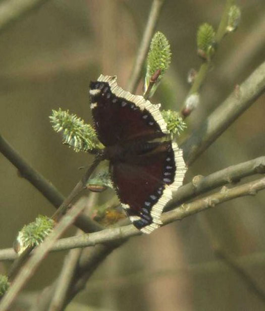 rouwmantelopgrauwewilgzouweboezemgebied26032007 3