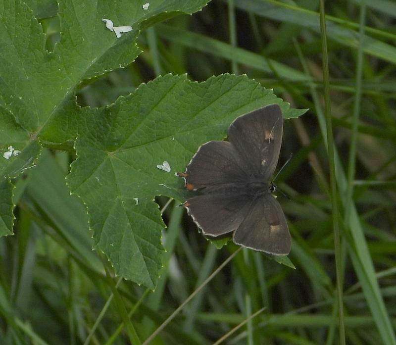 sleedoornpagesandenburg29072020 8