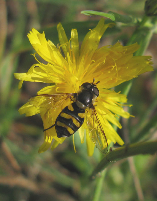 dennendideavrouwopgewoonbiggenkruidnatuurlijkbrabant14102011