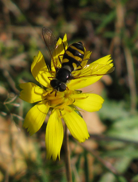 dennendideavrouwopkleineleeuwentandnatuurlijkutrecht24092011