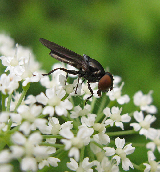 donker_doflijfje_vrouw_op_zevenblad_natuurlijk_brabant_28052009.jpg donker_doflijfje_vrouw_op_zevenblad_natuurlijk_brabant_28052009.jpg