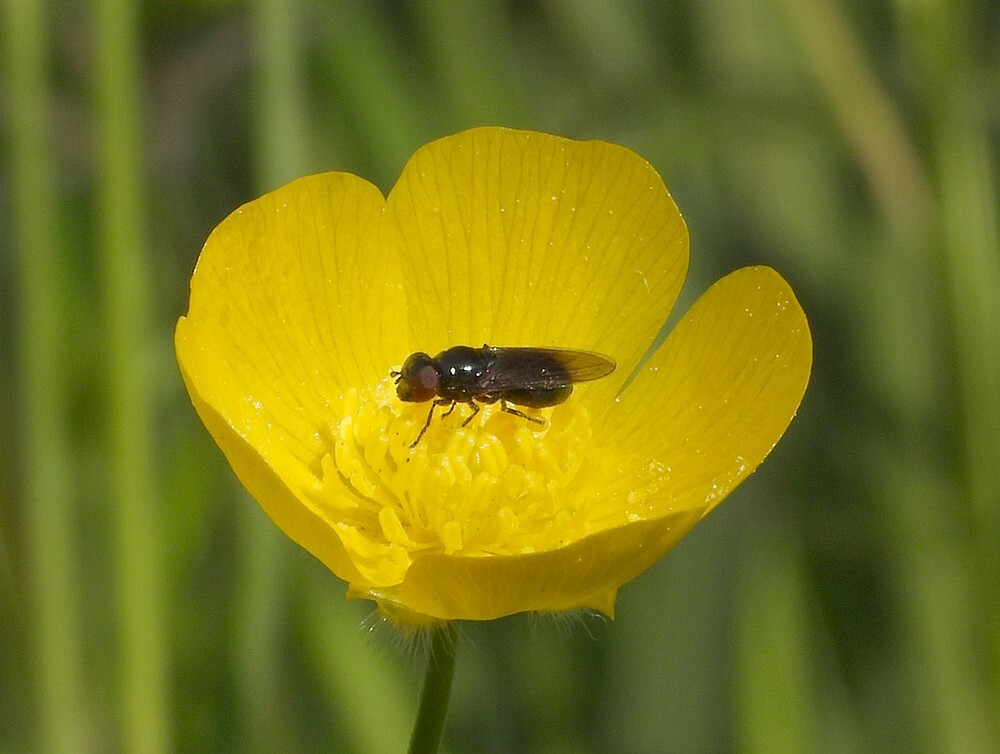 kaaldoflijfjevrouwopscherpeboterbloem09052024a 1